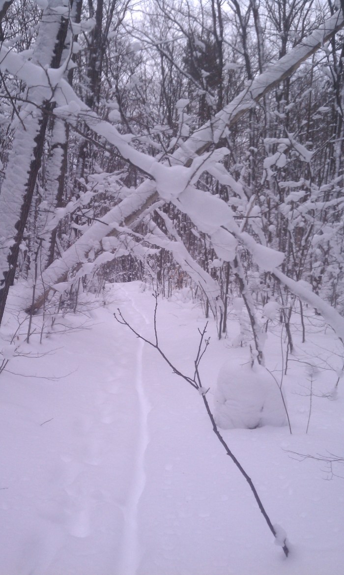 6 to 8 inches of powder is primo